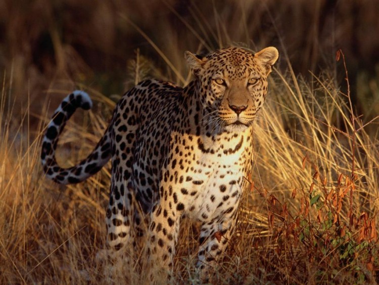 Wallpapers Animals Felines - Leopards Prt  poursuivre