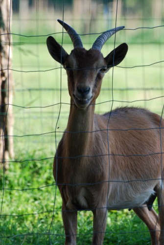 Wallpapers Animals Goats Chevre