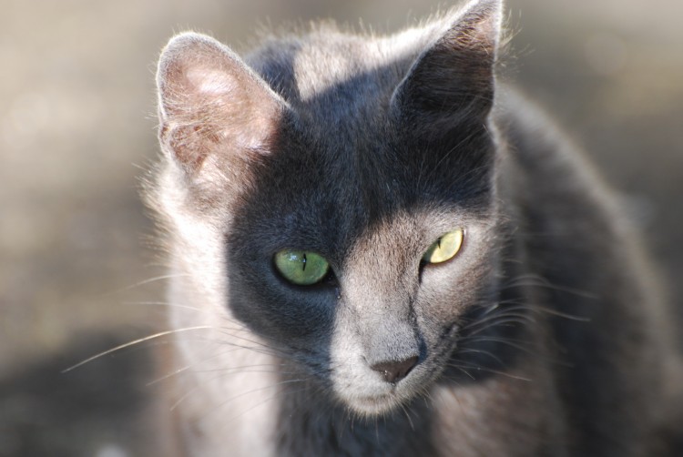 Fonds d'cran Animaux Chats - Chatons Jolies yeux de chats