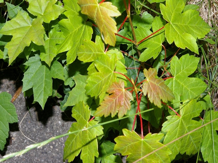 Fonds d'cran Nature Feuilles - Feuillages futur rai zin