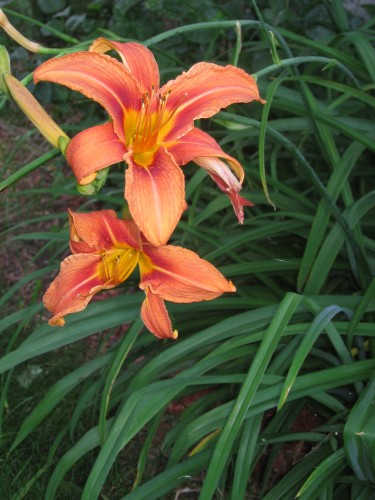 Wallpapers Nature Flowers Fleurs oranges