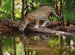 Wallpapers Animals La soif d'un jaguar...