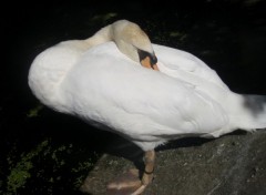 Wallpapers Animals un cygne dort profondment