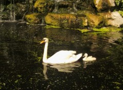 Wallpapers Animals le bb cygne suit sagement sa maman