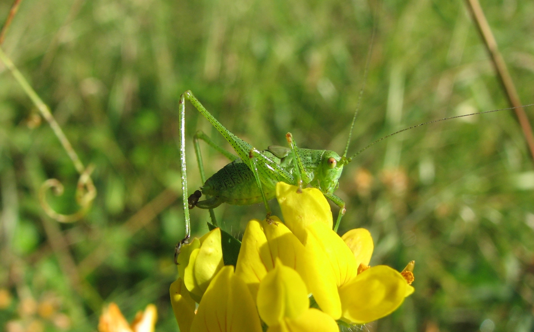 Wallpapers Animals Insects - Grasshoppers and Locusts Sauterelle - Leptophye ponctue / Leptophyes punctatissima