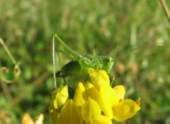 Fonds d'cran Animaux Sauterelle - Leptophye ponctue / Leptophyes punctatissima