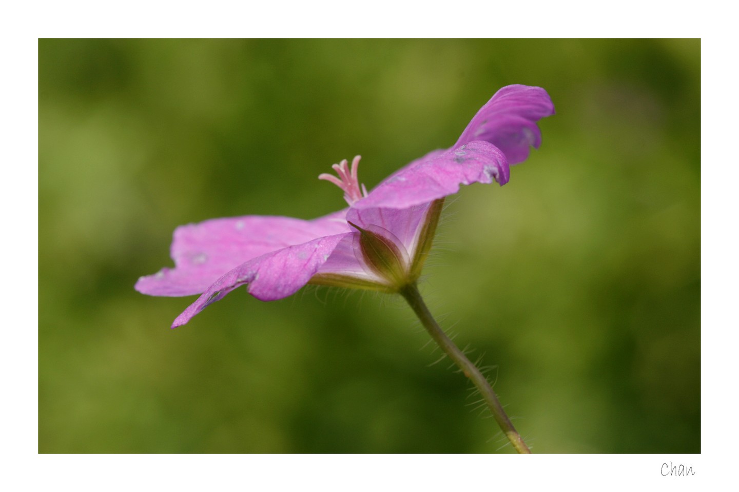 Fonds d'cran Nature Fleurs 