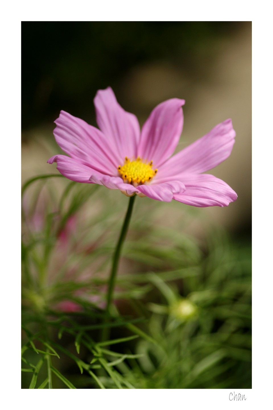 Fonds d'cran Nature Fleurs 