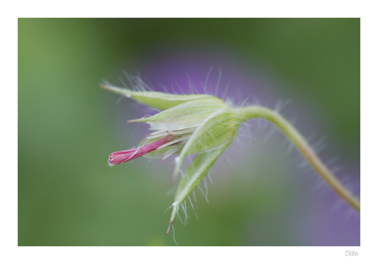 Fonds d'cran Nature Fleurs 