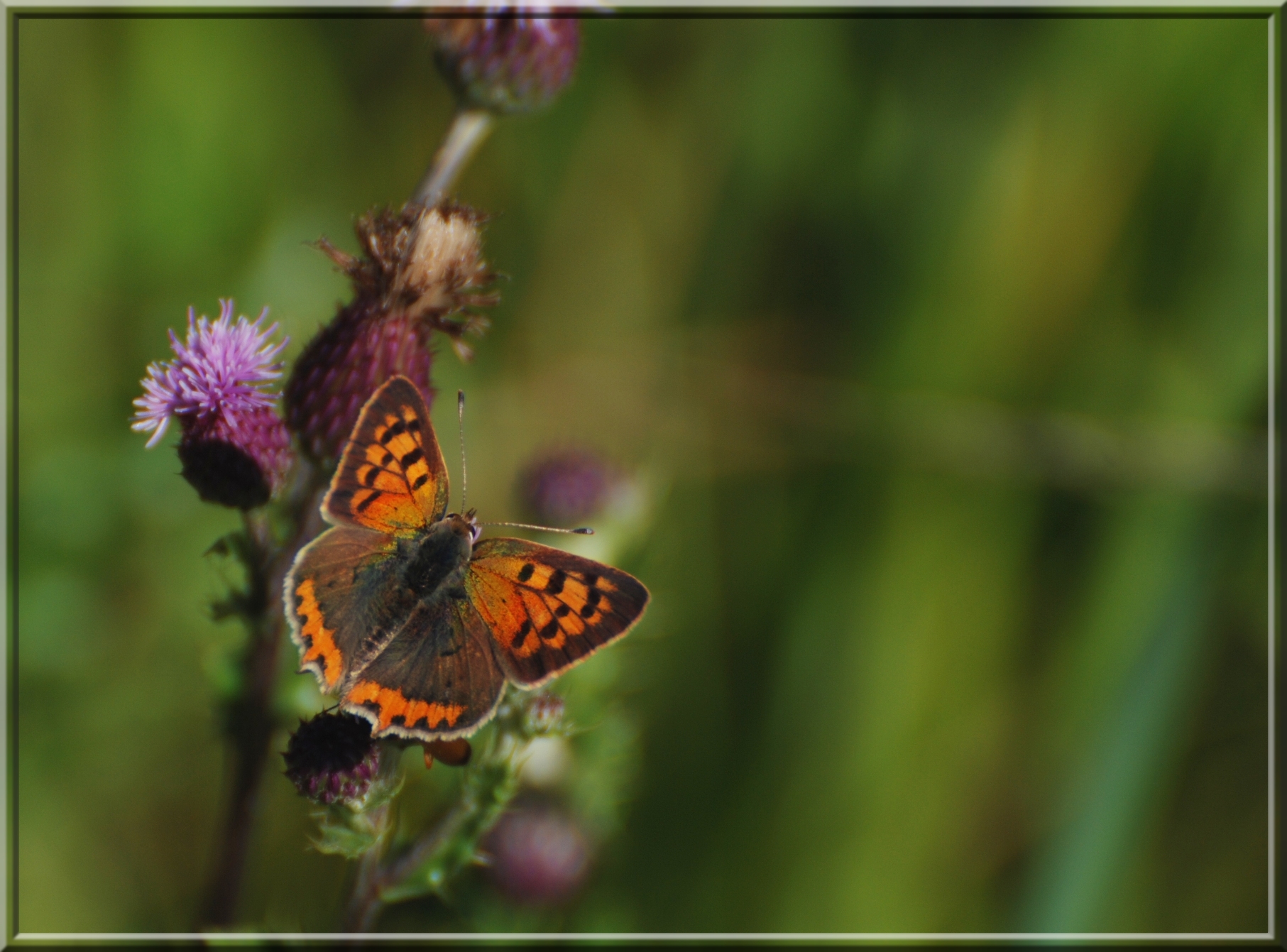 Wallpapers Animals Insects - Butterflies Papillon