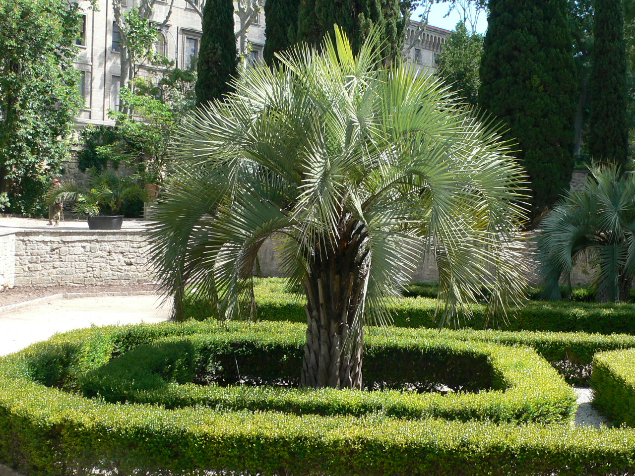 Fonds d'cran Nature Arbres - Forts Palmier bien harmonieux dans ce dcor de jardin style Lentre