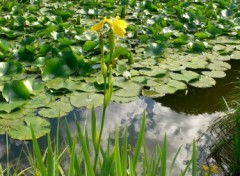 Fonds d'cran Nature Un iris jaune admire les reflets du ciel dans la mare