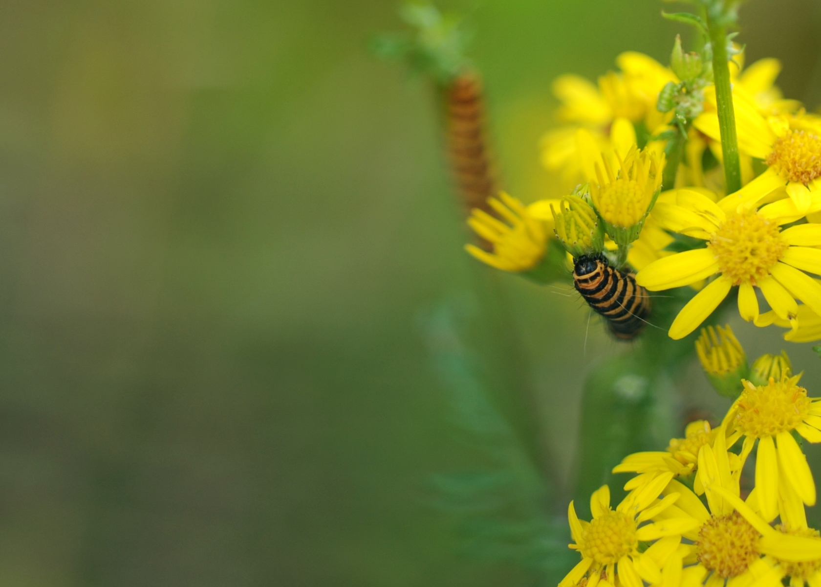 Wallpapers Animals Insects - Caterpillars Chenille