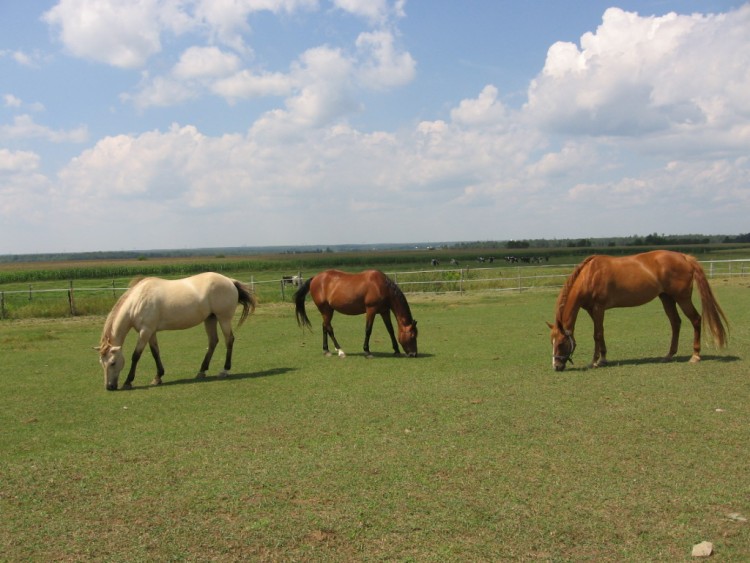 Fonds d'cran Animaux Chevaux 3 amies