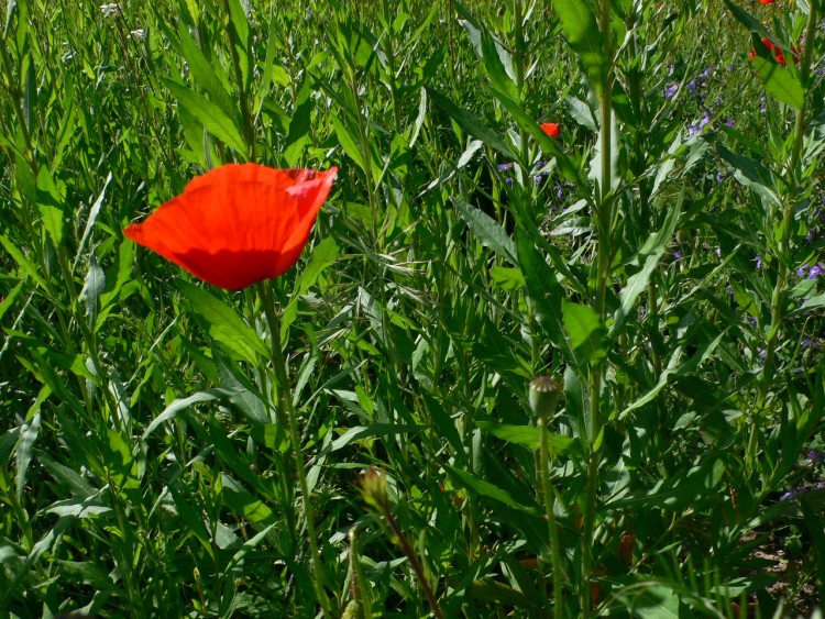 Fonds d'cran Nature Fleurs Gentil coquelicot, mesdames, gentil coquelicot, messieurs !