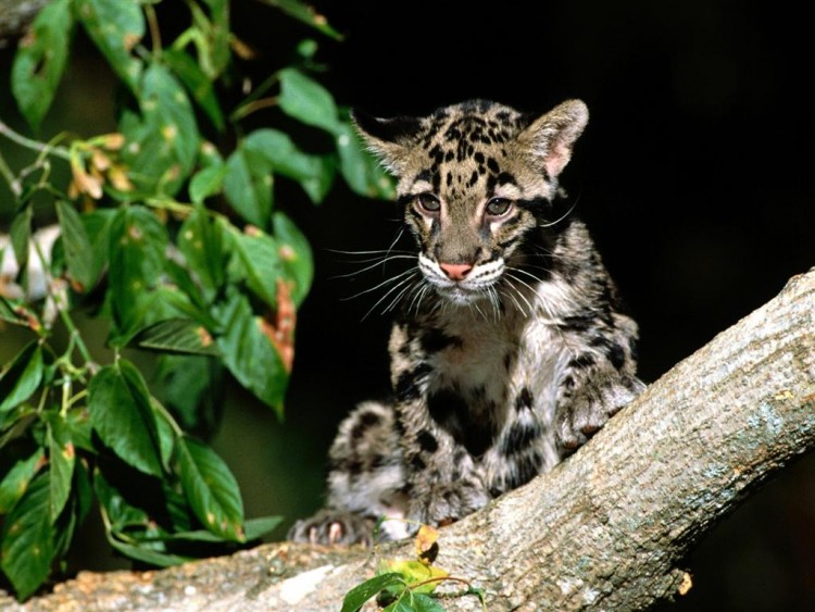 Fonds d'cran Animaux Flins - Panthres nbuleuses Jeune panthre longibande