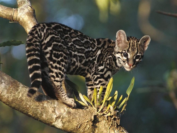 Fonds d'cran Animaux Flins - Ocelots, Margays et Oncilles Margay sur une branche...