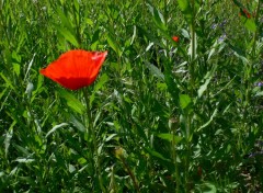 Wallpapers Nature Gentil coquelicot, mesdames, gentil coquelicot, messieurs !