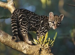 Wallpapers Animals Margay sur une branche...