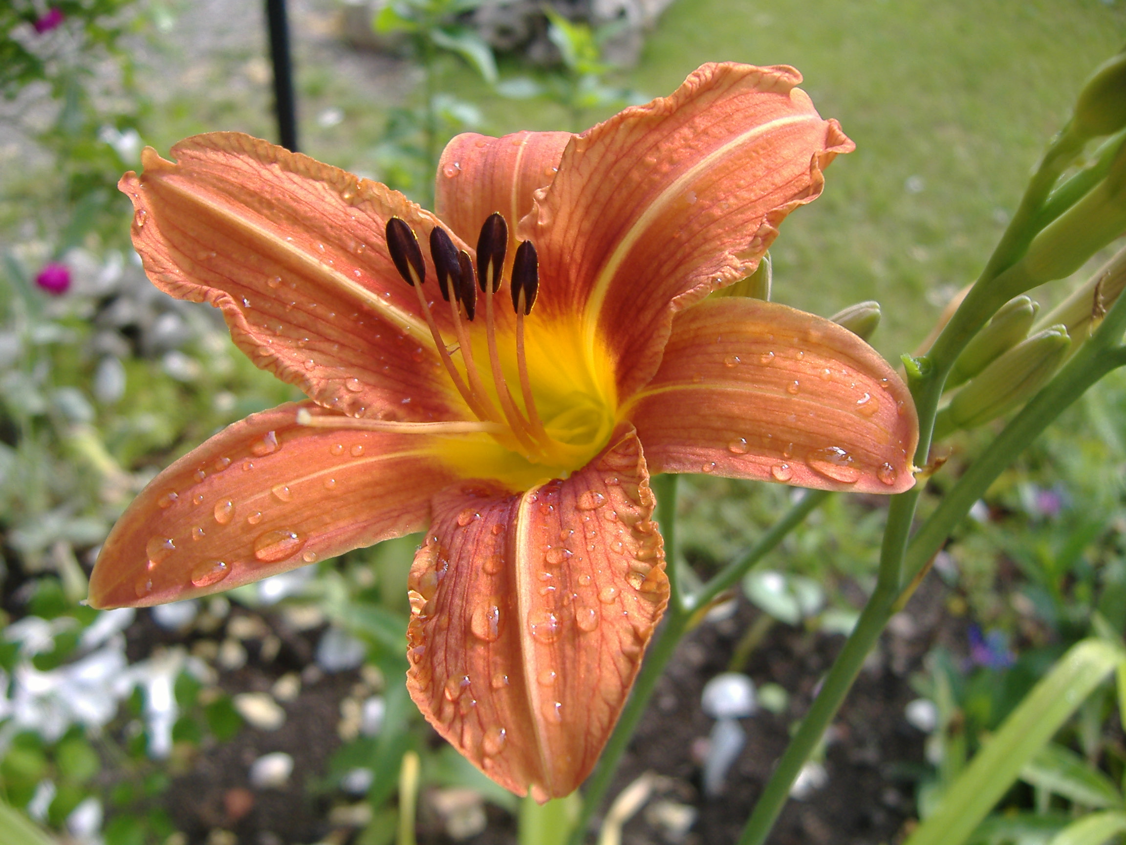 Wallpapers Nature Flowers aprs l'averse sur le jardin !!!