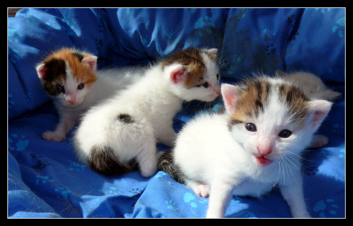 Fonds d'cran Animaux Chats - Chatons Flins Miniatures