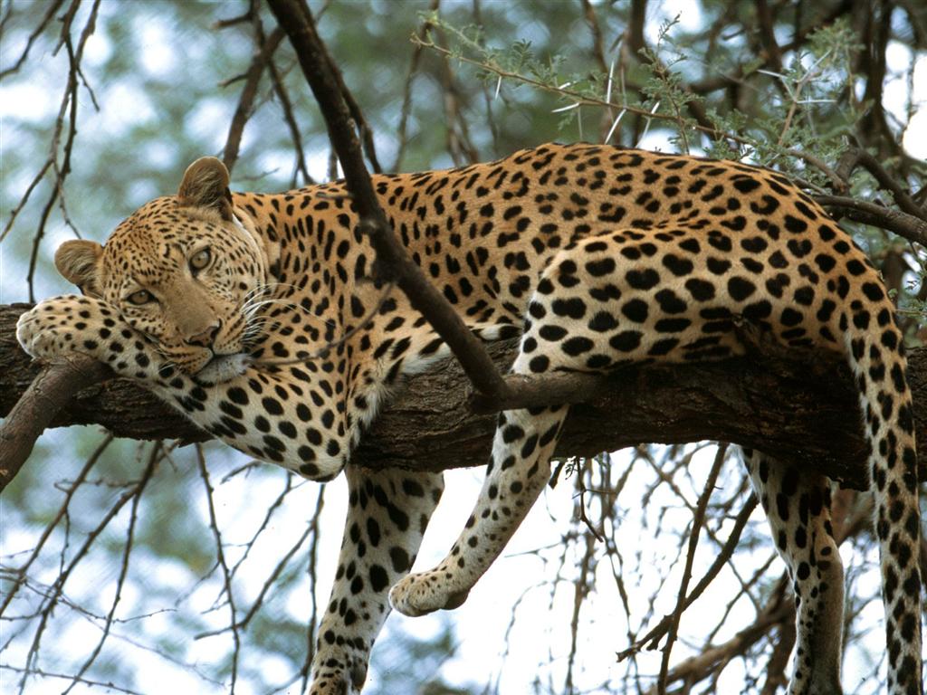 Fonds d'cran Animaux Flins - Lopards Sieste...