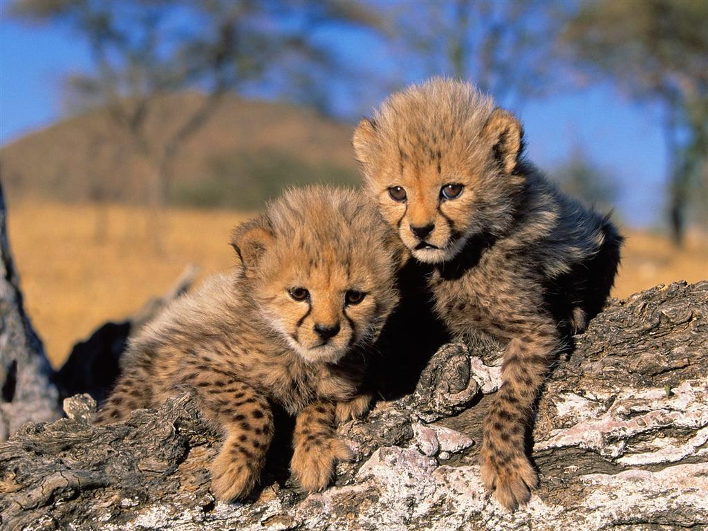 Wallpapers Animals Felines - Cheetahs P'tites boules de poils