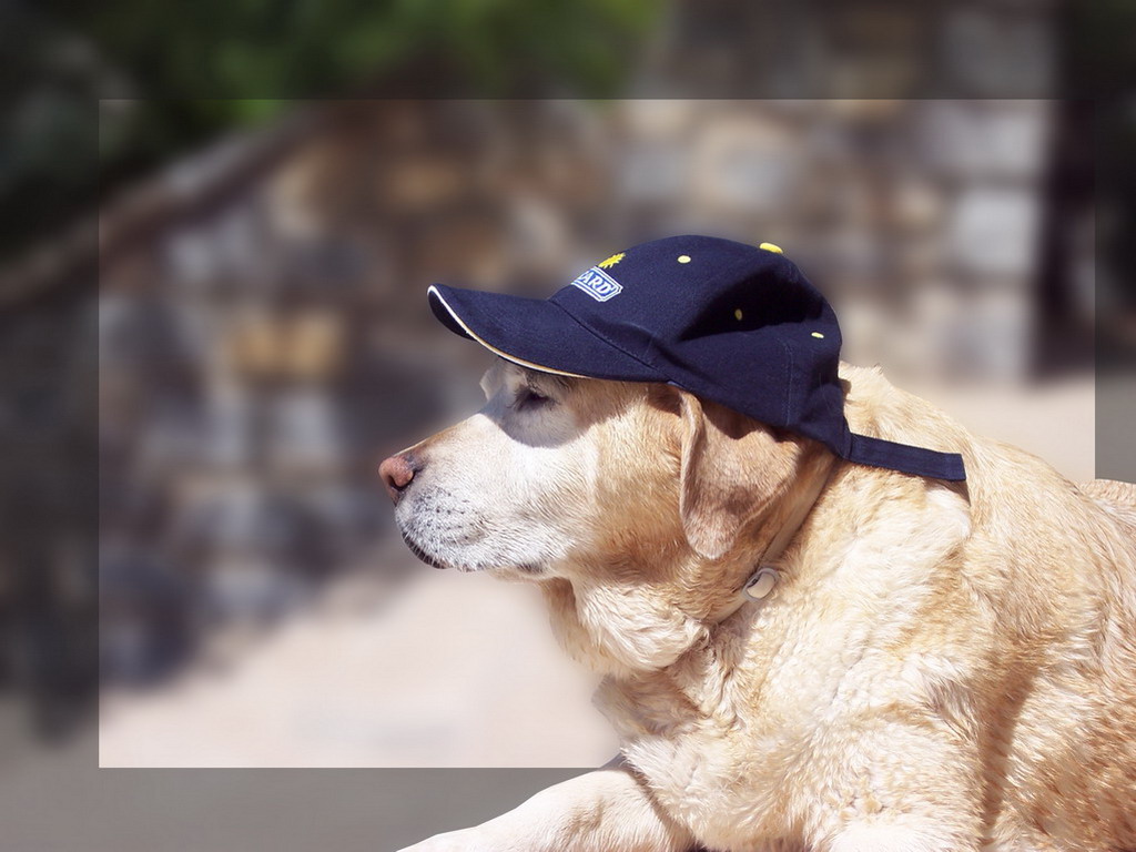 Fonds d'cran Animaux Chiens Labrador  casquette