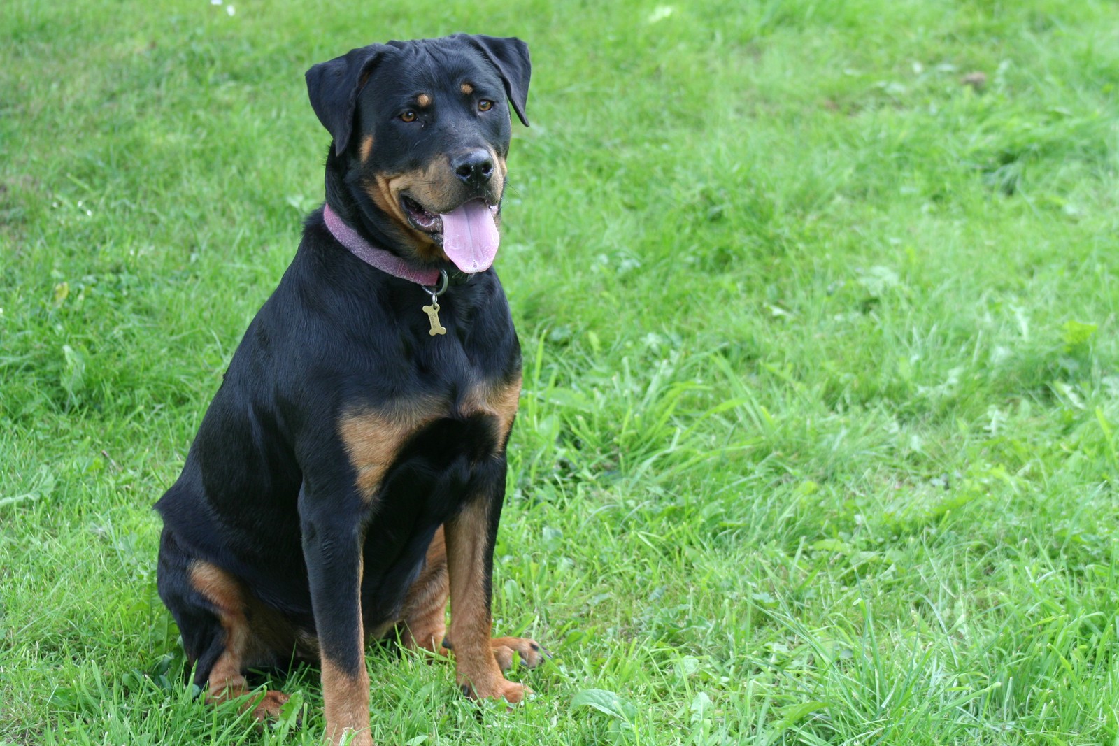 Fonds d'cran Animaux Chiens Rottweiler-Tania