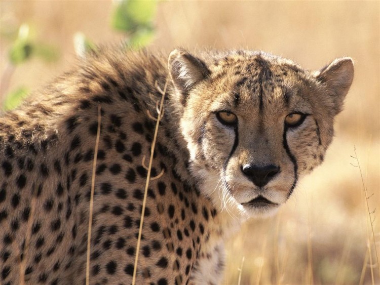 Wallpapers Animals Felines - Cheetahs Portrait...