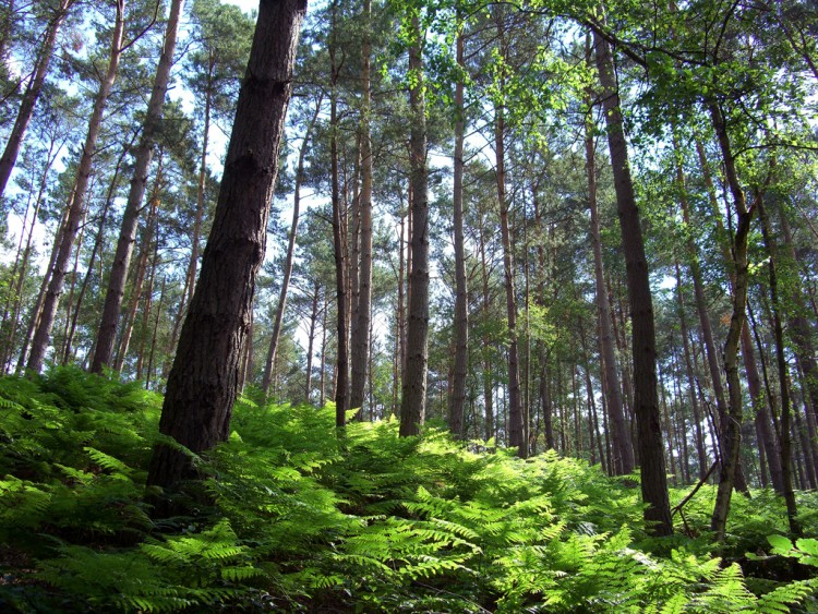 Fonds d'cran Nature Arbres - Forts Les pins