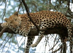 Wallpapers Animals Sieste...