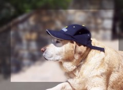 Fonds d'cran Animaux Labrador  casquette