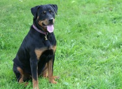 Fonds d'cran Animaux Rottweiler-Tania