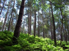 Fonds d'cran Nature Les pins