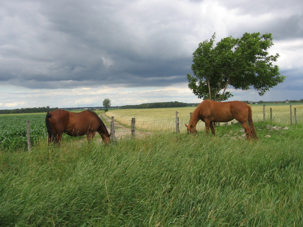 Fonds d'cran Animaux Chevaux chevaux