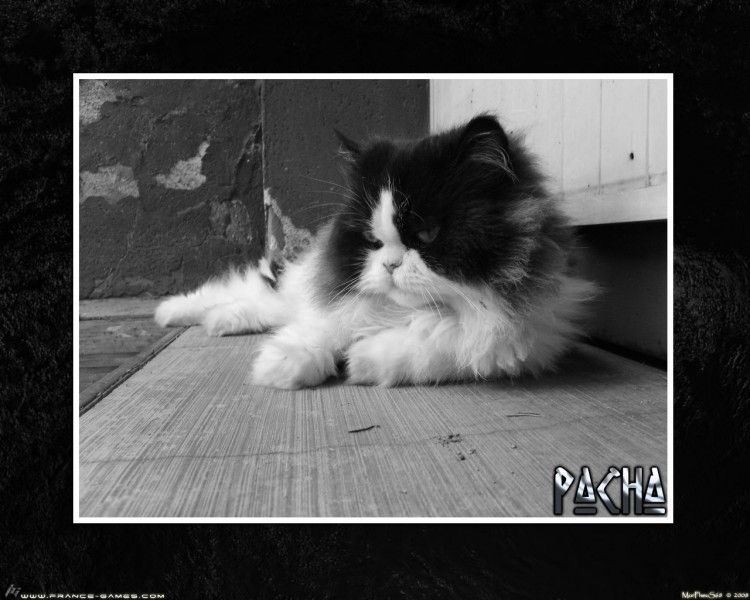 Wallpapers Animals Cats - Kittens Pacha the Cat