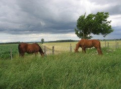 Fonds d'cran Animaux chevaux