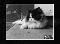 Wallpapers Animals Pacha the Cat