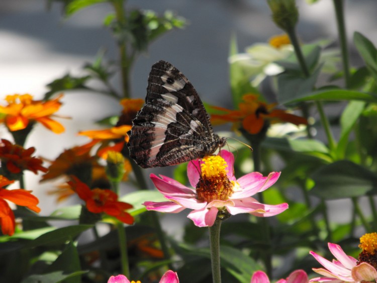 Fonds d'cran Animaux Insectes - Papillons Papillon