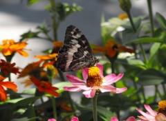 Fonds d'cran Animaux Papillon