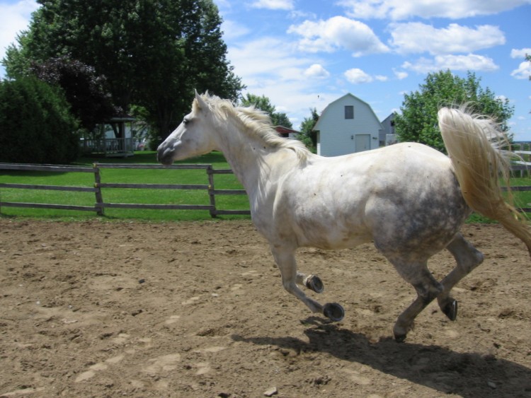 Wallpapers Animals Horses quarter horse