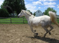 Fonds d'cran Animaux quarter horse