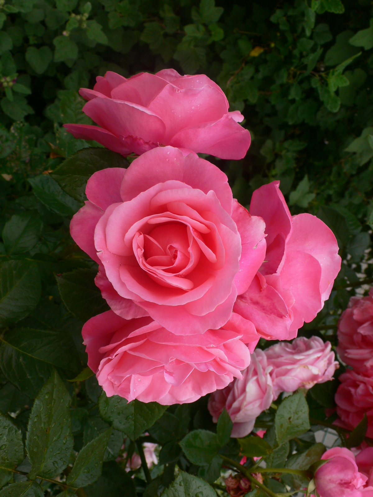 Fonds d'cran Nature Fleurs Mignonne, allons voir si  