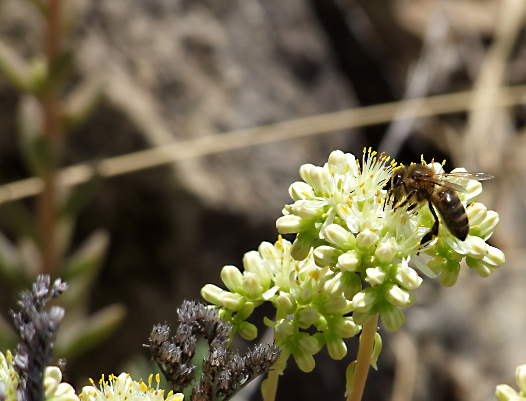 Fonds d'cran Animaux Insectes - Abeilles Gupes ... Abeille