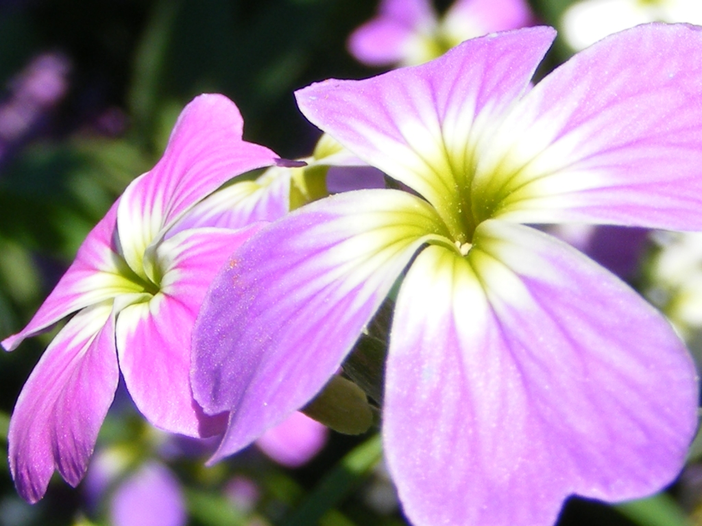 Wallpapers Nature Flowers Petite Fleur