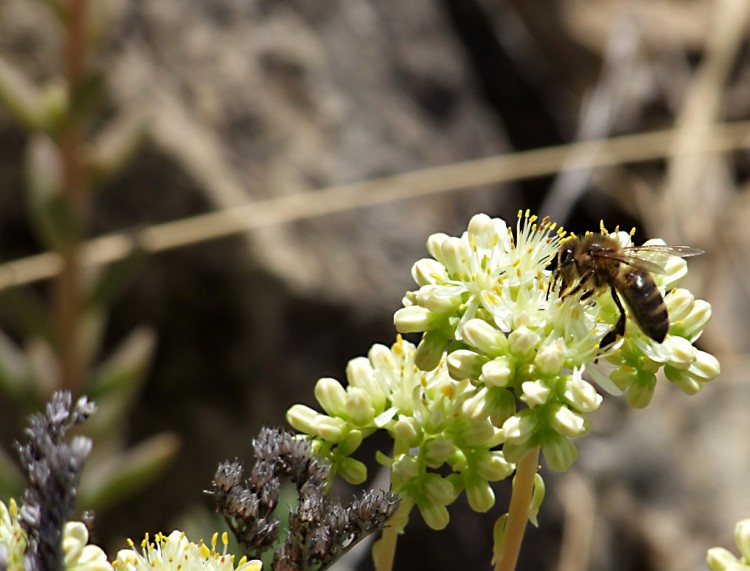 Wallpapers Animals Insects - Bees, Wasps Abeille