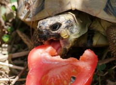 Fonds d'cran Animaux Tortue