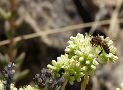 Fonds d'cran Animaux Abeille