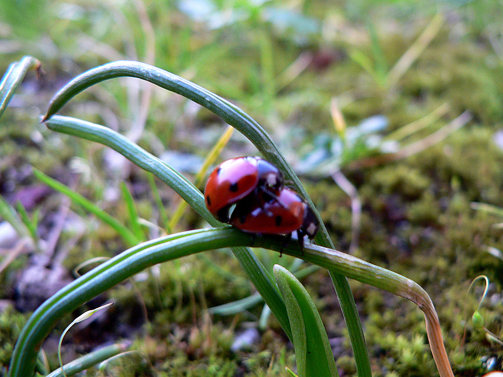 Fonds d'cran Animaux Insectes - Coccinelles Coccinelles